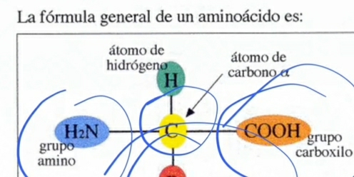 La fórmula general de un aminoácido es: 
carboxilo