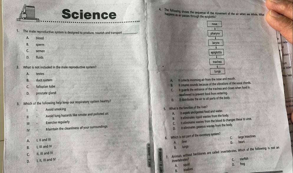 Science
4. The following shows the sequence of the movement of the air when we inhale. What
happens as air passes through the epiglottis?
nose
1. The male reproductive system is designed to produce, nourish and transport _pharynx
A. blood larynx
. odr ner
B. sperm
C. semen
epiglottis
olates
D. fluids
trachea
Aum
2. What is not included in the male reproductive system?
ral lobes
A. testes lungs
the hea
B. duct system A. It collects incoming air from the nose and mouth.
C. fallopian tube
B. It creates sounds because of the vibrations of the vocal chords.
C. It guards the entrance of the trachea and closes when food is
D. prostate gland
swallowed to prevent food from entering.
3. Which of the following help keep our respiratory system healthy? D. It distributes the air to all parts of the body.
alood c
1 Avoid smoking
Avoid lung hazards like smoke and polluted air. 5. What is the function of the liver?
te blo
A. It expels undigested food and water.
Ⅲ Exercise regularly B. It eliminates liquid wastes from the body.
astr
I Maintain the cleanliness of your surroundings. C. It eliminates wastes from the blood & changes these to urea.
D. It eliminates gaseous wastes from the body.
6. Which is not part of the excretory system?
A. liver C. large intestines
A. I, II and III
D. heart
B. I, III and IV
7, Animals without backbones are called invertebrates. Which of the following is not an
C. II, III and IV
y B. lungs
D. I, II, III and IV
invertebrates? C. starfish
A. squid D. frog
B. bivalves