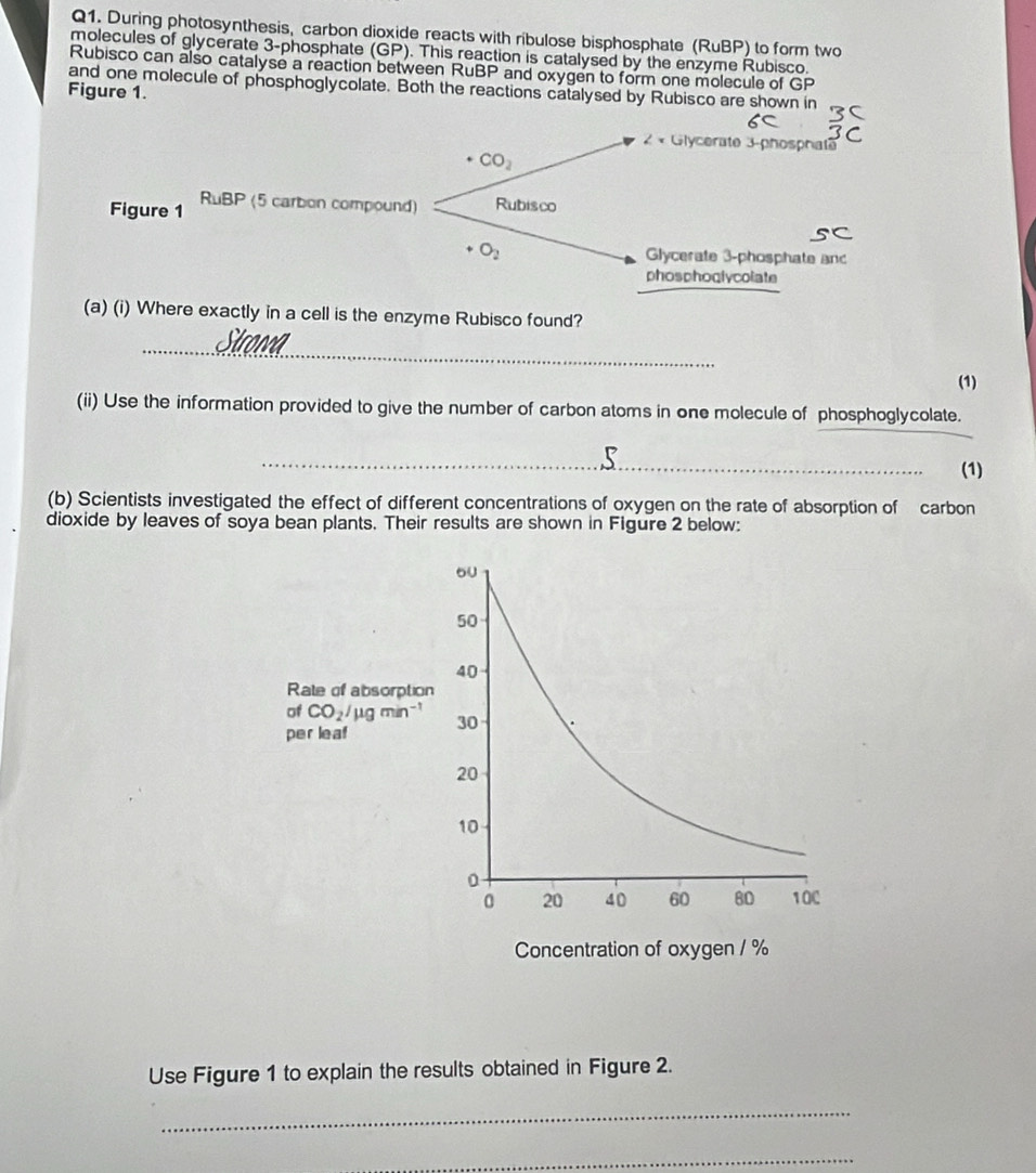 During photosynthesis, carbon dioxide reacts with ribulose bisphosphate (RuBP) to form two
molecules of glycerate 3-phosphate (GP). This reaction is catalysed by the enzyme Rubisco
Rubisco can also catalyse a reaction between RuBP and oxygen to form one molecule of GP
and one molecule of phosphoglycolate. Both the reactions catalysed by Rubisco are shown in
Figure 1.
2 × Glycerate 3-phosphaté
CO_2
Figure 1 MBP (5 carbon compound) Rubisco
O_2 Glycerate 3-phosphate anc
phosphoglycolate
(a) (i) Where exactly in a cell is the enzyme Rubisco found?
_
Stroma
(1)
(ii) Use the information provided to give the number of carbon atoms in one molecule of phosphoglycolate.
_
(1)
(b) Scientists investigated the effect of different concentrations of oxygen on the rate of absorption of carbon
dioxide by leaves of soya bean plants. Their results are shown in Figure 2 below:
Use Figure 1 to explain the results obtained in Figure 2.
_
_