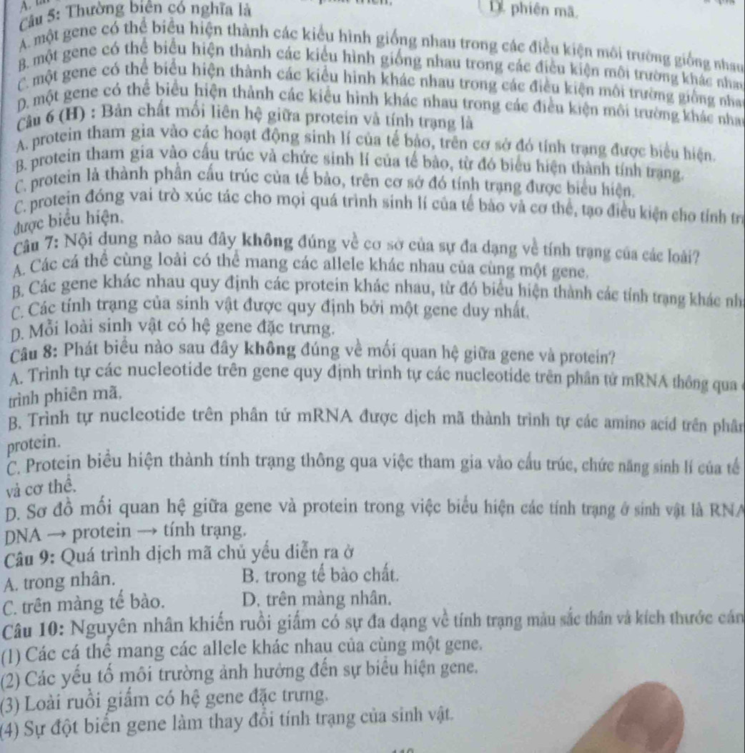 A. t
Câu 5: Thường biên có nghĩa là D phiên mã.
A. một gene có thể biểu hiện thành các kiểu hình giống nhau trong các điều kiện môi trường giống nhau
B. một gene có thể biểu hiện thành các kiểu hình giống nhau trong các điều kiện môi trường khác nhay
C. một gene có thể biểu hiện thành các kiểu hình khác nhau trong các điều kiện môi trường giống nha
D. một gene có thể biểu hiện thành các kiểu hình khác nhau trong các điều kiện môi trường khác nhat
Câu 6 (H) : Bản chất mối liên hệ giữa protein và tính trạng là
A. protein tham gia vào các hoạt động sinh lí của tế bảo, trên cơ sở đó tính trạng được biểu hiện.
B. protein tham gia vào cầu trúc và chức sinh lí của tế bào, từ đó biểu hiện thành tính trạng.
C. protein là thành phần cấu trúc của tế bào, trên cơ sở đó tính trạng được biểu hiện.
C. protein đóng vai trò xúc tác cho mọi quá trình sinh lí của tế bào và cơ thể, tạo điều kiện cho tính trị
được biểu hiện,
Câu 7: Nội dung nào sau đây không đúng về cơ sở của sự đa dạng về tính trạng của các loài?
A. Các cá thể cùng loài có thể mang các allele khác nhau của cùng một gene.
B. Các gene khác nhau quy định các protein khác nhau, từ đó biểu hiện thành các tính trạng khác nh
C. Các tính trạng của sinh vật được quy định bởi một gene duy nhất.
D. Mỗi loài sinh vật có hệ gene đặc trưng.
Câu 8: Phát biểu nào sau đây không đúng về mối quan hệ giữa gene và protein?
A. Trình tự các nucleotide trên gene quy định trình tự các nucleotide trên phân tử mRNA thông qua 
trình phiên mã,
B. Trình tự nucleotide trên phân tứ mRNA được dịch mã thành trình tự các amino acíd trên phân
protein.
C. Protein biểu hiện thành tính trạng thông qua việc tham gia vào cầu trúc, chức năng sinh lí của tế
và cơ thể.
D. Sơ đồ mối quan hệ giữa gene và protein trong việc biểu hiện các tính trạng ở sinh vật là RNA
DNA → protein → tính trạng.
Câu 9: Quá trình dịch mã chủ yếu diễn ra ở
A. trong nhân. B. trong tế bào chất.
C. trên màng tế bào. D. trên màng nhân.
Câu 10: Nguyên nhân khiến ruồi giấm có sự đa dạng về tính trạng màu sắc thân và kích thước cán
(1) Các cá thể mang các allele khác nhau của cùng một gene.
(2) Các yếu tổ môi trường ảnh hưởng đến sự biểu hiện gene.
(3) Loài ruồi giấm có hệ gene đặc trưng.
(4) Sự đột biển gene làm thay đổi tính trạng của sinh vật.