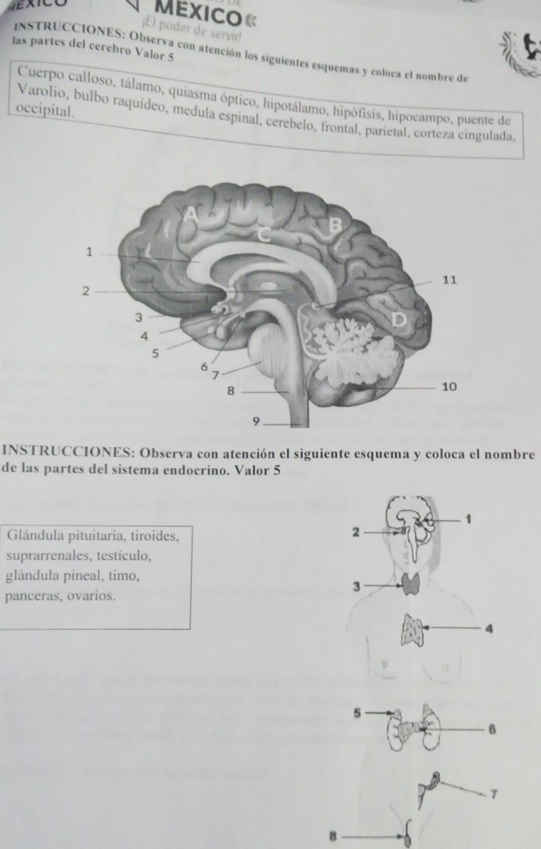 Mexico« 
¡El poder de servir! 
las partes del cerebro Valor 5 
INSTRUCCIONES: Observa con atención los siguientes esquemas y coloca el nombre de 
Cuerpo calloso, tálamo, quíasma óptico, hipotálamo, hipófisis, hipocampo, puente de 
occipital. 
Varolio, bulbo raquídeo, medula espinal, cerebelo, frontal, parietal, corteza cingulada, 
INSTRUCCIONES: Observa con atención el siguiente esquema y coloca el nombre 
de las partes del sistema endocrino. Valor 5 
Glándula pituitaria, tiroides, 
suprarrenales, testículo, 
glándula pineal, timo, 
panceras, ovarios. 
5 
6
7
B