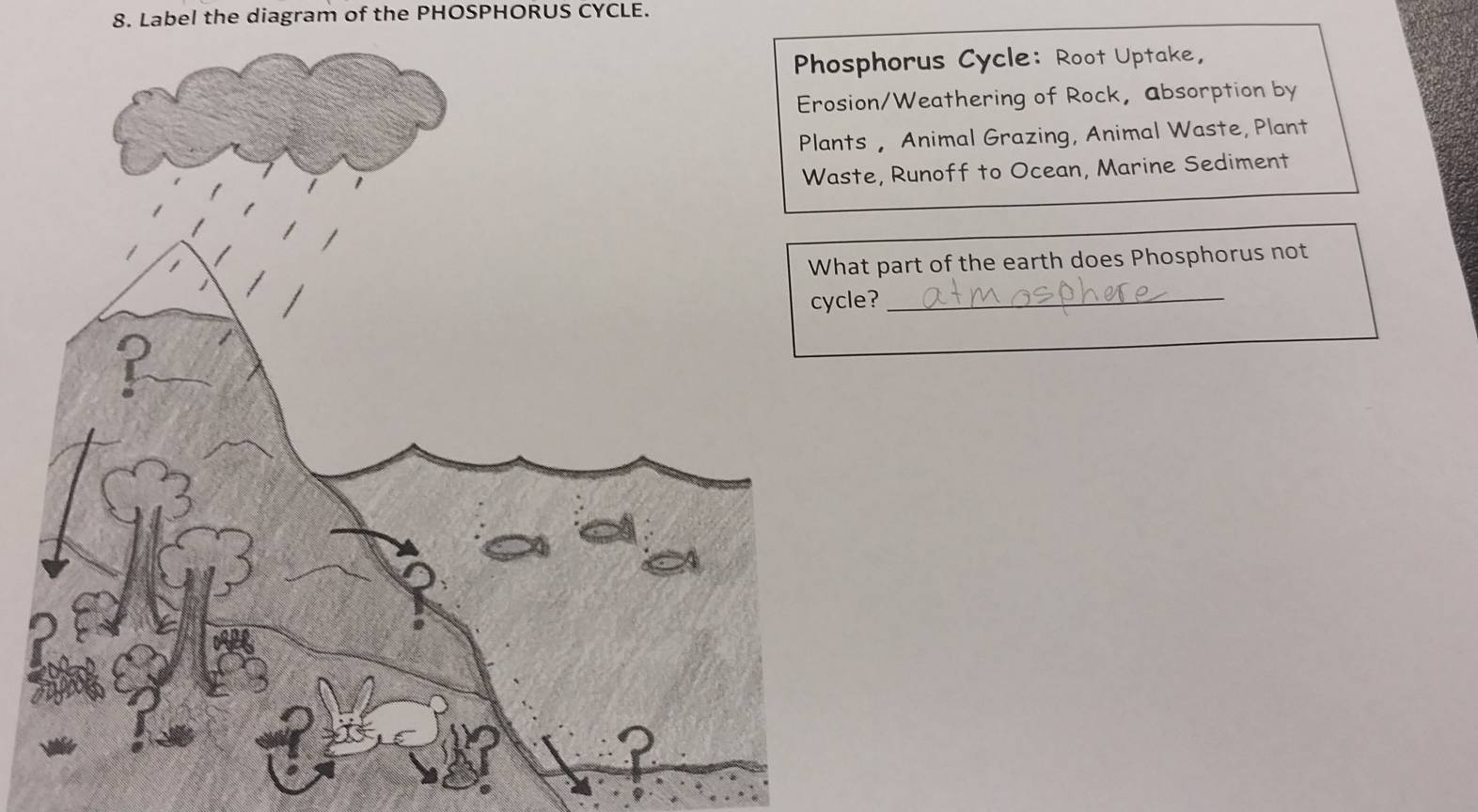 Label the diagram of the PHOSPHORUS CYCLE. 
phorus Cycle: Root Uptake, 
on/Weathering of Rock, absorption by 
s , Animal Grazing, Animal Waste, Plant 
e, Runoff to Ocean, Marine Sediment 
t part of the earth does Phosphorus not 
e?_