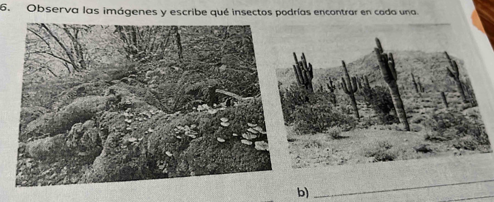 Observa las imágenes y escribe qué insectos podrías encontrar en cada una. 
b) 
_ 
_