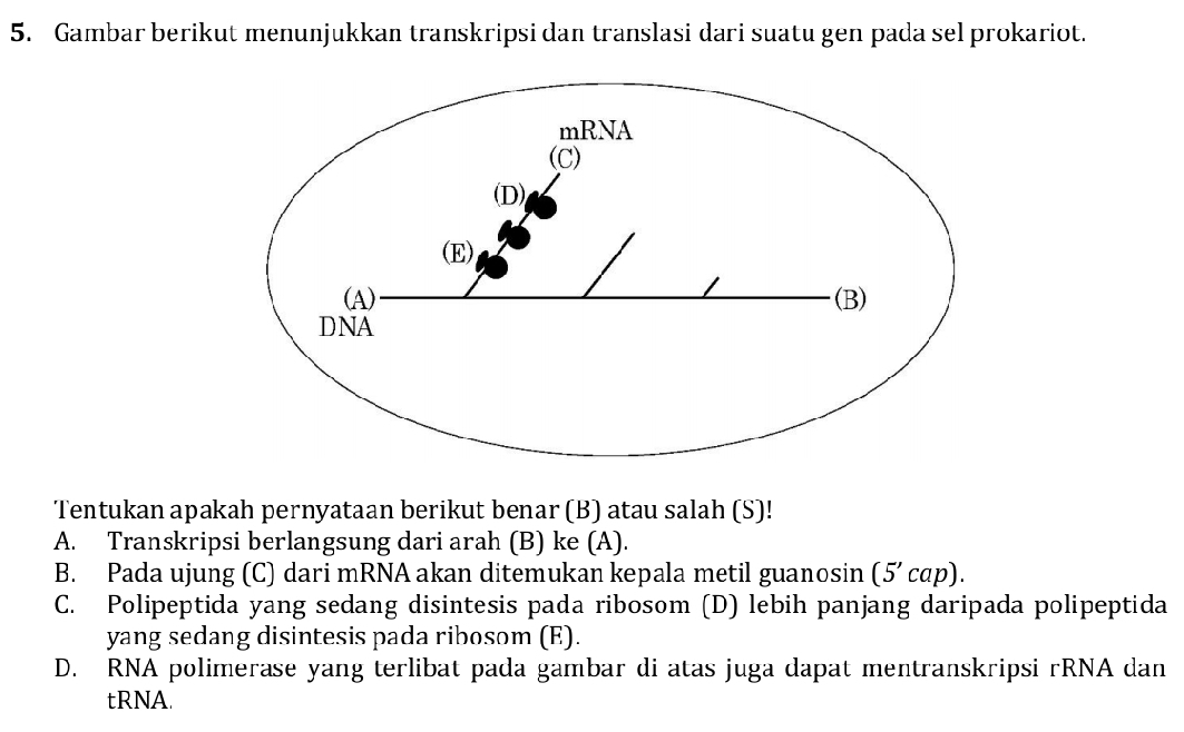 Gambar berikut menunjukkan transkripsi dan translasi dari suatu gen pada sel prokariot.
Tentukan apakah pernyataan berikut benar (B) atau salah (S)!
A. Transkripsi berlangsung dari arah (B) ke (A).
B. Pada ujung (C) dari mRNA akan ditemukan kepala metil guanosin (5’ cɑp).
C. Polipeptida yang sedang disintesis pada ribosom (D) lebih panjang daripada polipeptida
yang sedang disintesis pada ribosom (E).
D. RNA polimerase yang terlibat pada gambar di atas juga dapat mentranskripsi rRNA dan
tRNA.