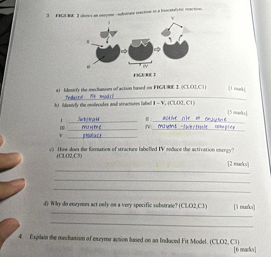 FIGUREsubstrate reaction in a biocatalytic reaction. 
a) Identify the mechanism of action based on FIGURE 2. (CLO2, C1) [1 mark] 
_ 
b) Identify the molecules and structures label I - V. (CLO2, C1)
[5 marks] 
_1 
[:_ 
_ 
IV_ 
_v 
c) How does the formation of structure labelled IV reduce the activation energy? 
(CLO2, C3) 
[2 marks] 
_ 
_ 
_ 
_ 
d) Why do enzymes act only on a very specific substrate? (CLO2, C3) [1 marks] 
_ 
4. Explain the mechanism of enzyme action based on an Induced Fit Model. (CLO2, C3) 
[6 marks]