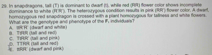 In snapdragons, tall (T) is dominant to dwarf (t), while red (RR) flower color shows incomplete
dominance to white (R'R'). The heterozygous condition results in pink (RR') flower color. A dwarf,
homozygous red snapdragon is crossed with a plant homozygous for tallness and white flowers.
What are the genotype and phenotype of the F, individuals?
A. ttR'R' (dwarf and white)
B. TtRR (tall and red)
C. TtRR' (tall and pink)
D. TTRR (tall and red)
-E. ttRR' (dwarf and pink)