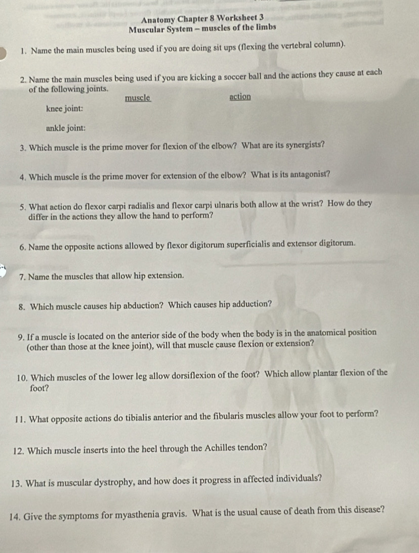 Anatomy Chapter 8 Worksheet 3 
Muscular System - muscles of the limbs 
1. Name the main muscles being used if you are doing sit ups (flexing the vertebral column). 
2. Name the main muscles being used if you are kicking a soccer ball and the actions they cause at each 
of the following joints. 
muscle action 
knee joint: 
ankle joint: 
3. Which muscle is the prime mover for flexion of the elbow? What are its synergists? 
4. Which muscle is the prime mover for extension of the elbow? What is its antagonist? 
5. What action do flexor carpi radialis and flexor carpi ulnaris both allow at the wrist? How do they 
differ in the actions they allow the hand to perform? 
6. Name the opposite actions allowed by flexor digitorum superficialis and extensor digitorum. 
7. Name the muscles that allow hip extension. 
8. Which muscle causes hip abduction? Which causes hip adduction? 
9. If a muscle is located on the anterior side of the body when the body is in the anatomical position 
(other than those at the knee joint), will that muscle cause flexion or extension? 
10. Which muscles of the lower leg allow dorsiflexion of the foot? Which allow plantar flexion of the 
foot? 
11. What opposite actions do tibialis anterior and the fibularis muscles allow your foot to perform? 
12. Which muscle inserts into the heel through the Achilles tendon? 
13. What is muscular dystrophy, and how does it progress in affected individuals? 
14. Give the symptoms for myasthenia gravis. What is the usual cause of death from this disease?