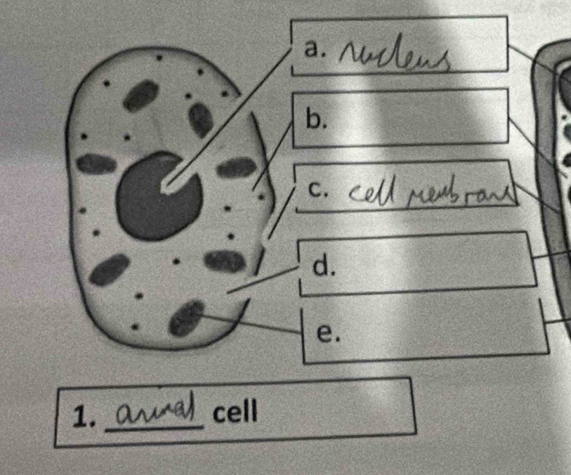 cell