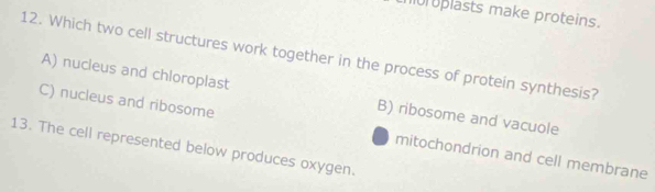 murplasts make proteins.
12. Which two cell structures work together in the process of protein synthesis?
A) nucleus and chloroplast B) ribosome and vacuole
C) nucleus and ribosome mitochondrion and cell membrane
13. The cell represented below produces oxygen.