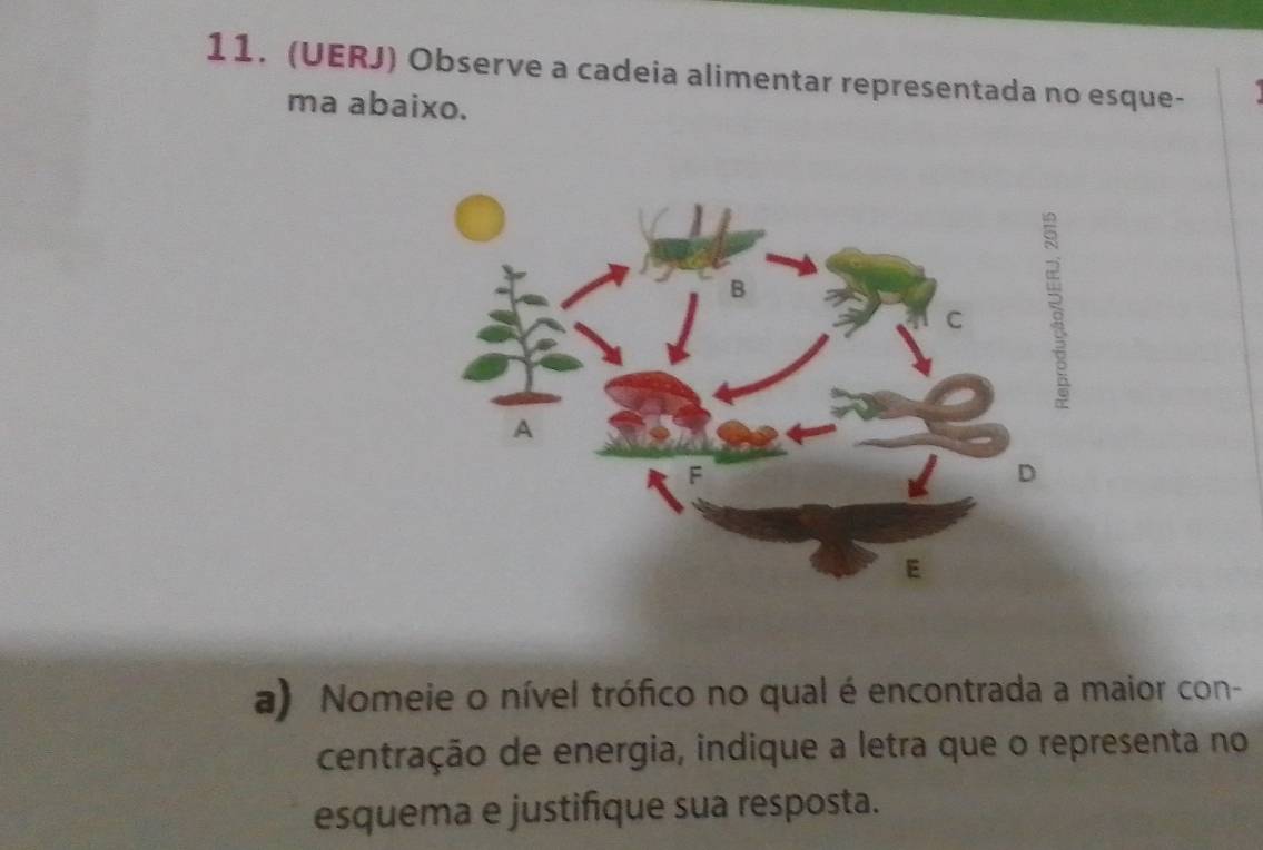 (UERJ) Observe a cadeia alimentar representada no esque- 
ma abaixo. 
a) Nomeie o nível trófico no qual é encontrada a maior con- 
centração de energia, indique a letra que o representa no 
esquema e justifique sua resposta.