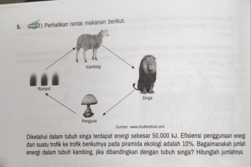 (2 ) Perhatikan rantai makanan berikut. 
Sumber: www.shutterstock.com 
Diketahui dalam tubuh singa terdapat energi sebesar 50.000 kJ. Efisiensi penggunaan energi 
dari suatu trofik ke trofik berikutnya pada piramida ekologi adalah 10%. Bagaimanakah jumlah 
energi dalam tubuh kambing, jika dibandingkan dengan tubuh singa? Hitunglah jumlahnya.