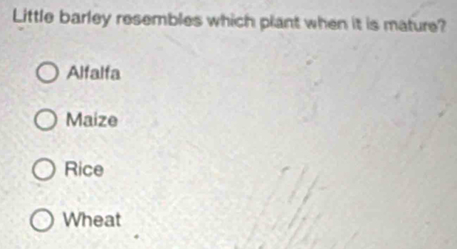 Little barley resembles which plant when it is mature?
Alfalfa
Maize
Rice
Wheat