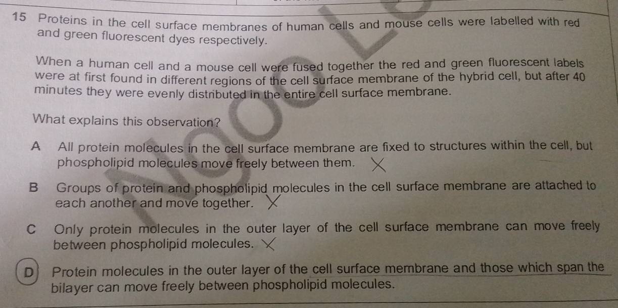 Proteins in the cell surface membranes of human cells and mouse cells were labelled with red
and green fluorescent dyes respectively.
When a human cell and a mouse cell were fused together the red and green fluorescent labels
were at first found in different regions of the cell surface membrane of the hybrid cell, but after 40
minutes they were evenly distributed in the entire cell surface membrane.
What explains this observation?
A All protein molecules in the cell surface membrane are fixed to structures within the cell, but
phospholipid molecules move freely between them.
B Groups of protein and phospholipid molecules in the cell surface membrane are attached to
each another and move together.
C Only protein molecules in the outer layer of the cell surface membrane can move freely
between phospholipid molecules.
D Protein molecules in the outer layer of the cell surface membrane and those which span the
bilayer can move freely between phospholipid molecules.