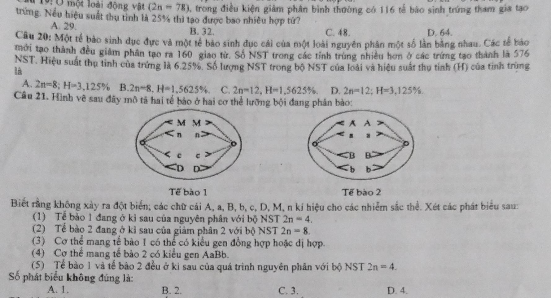 T19:Ở một loài động vật (2n=78) , trong điều kiện giám phân bình thường có 116 tế bào sinh trứng tham gia tạo
trứng. Nều hiệu suất thụ tinh là 25% thì tạo được bao nhiêu hợp tử?
A. 29.
B. 32. C. 48. D. 64.
Câu 20: Một tế bào sinh dục đực và một tế bào sinh đục cái của một loài nguyên phân một số lần bằng nhau. Các tế bào
mới tạo thành đều giảm phân tạo ra 160 giao tử. Số NST trong các tỉnh trùng nhiều hơn ở các trứng tạo thành là 576
NST. Hiệu suất thụ tinh của trứng là 6.25%. Số lượng NST trong bộ NST của loài và hiệu suất thụ tinh (H) của tinh trùng
là
A. 2n=8;H=3,125% B. 2n=8,H=1,5625% . C. 2n=12,H=1,5625% . D. 2n=12;H=3,125% .
Câu 21. Hình vẽ sau đây mô tả hai tế bào ở hai cơ thể lưỡng bội đang phân bào:
Tế bào 1 Tế bào 2
Biết rằng không xày ra đột biến; các chữ cái A, a, B, b, c, D, M, n kí hiệu cho các nhiễm sắc thể. Xét các phát biểu sau:
(1) Tế bào 1 đang ở kì sau của nguyên phân với bộ NST 2n=4.
(2) Tế bảo 2 đang ở kì sau của giảm phân 2 với bộ NST 2n=8.
(3) Cơ thể mang tế bào 1 có thể có kiểu gen đồng hợp hoặc dị hợp.
(4) Cơ thể mang tế bào 2 có kiểu gen AaBb.
(5) Tế bào 1 và tế bào 2 đều ở kỉ sau của quá trình nguyên phân với bộ NST 2n=4.
Số phát biểu không đúng là:
A. 1. B. 2. C. 3. D. 4.