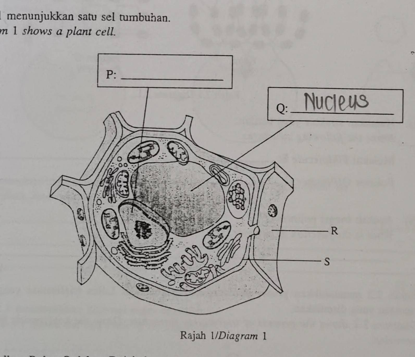 menunjukkan satu sel tumbuhan. 
m 1 shows a plant cell. 
Rajah 1/Diagram 1