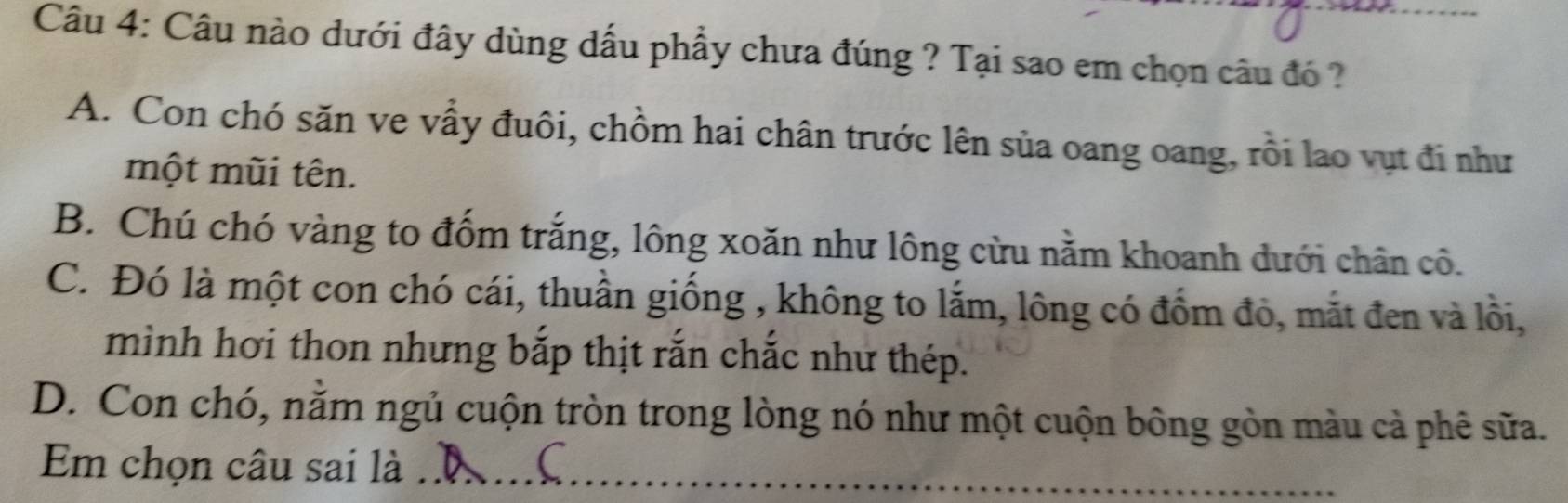 Câu nào dưới đây dùng dấu phẩy chưa đúng ? Tại sao em chọn câu đó ?
A. Con chó săn ve vẩy đuôi, chồm hai chân trước lên sủa oang oang, rồi lao vụt đi như
một mũi tên.
B. Chú chó vàng to đốm trắng, lông xoăn như lông cừu nằm khoanh dưới chân cô.
C. Đó là một con chó cái, thuần giống , không to lắm, lông có đồm đỏ, mắt đen và lồi,
mình hơi thon nhưng bắp thịt rắn chắc như thép.
D. Con chó, nằm ngủ cuộn tròn trong lòng nó như một cuộn bông gòn màu cả phê sữa.
Em chọn câu sai là_