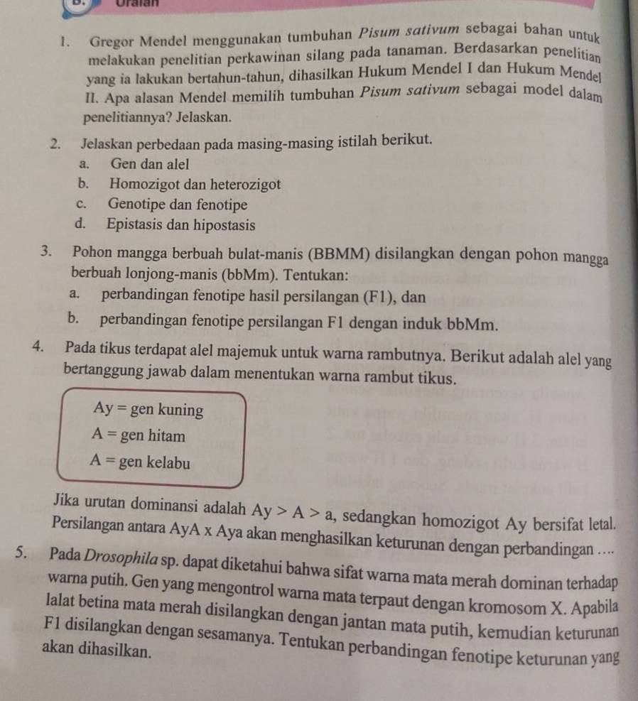 Uraian
1. Gregor Mendel menggunakan tumbuhan Pisum sativum sebagai bahan untuk
melakukan penelitian perkawinan silang pada tanaman. Berdasarkan penelitian
yang ia lakukan bertahun-tahun, dihasilkan Hukum Mendel I dan Hukum Mendel
II. Apa alasan Mendel memilih tumbuhan Pisum sātivum sebagai model dalam
penelitiannya? Jelaskan.
2. Jelaskan perbedaan pada masing-masing istilah berikut.
a. Gen dan alel
b. Homozigot dan heterozigot
c. Genotipe dan fenotipe
d. Epistasis dan hipostasis
3. Pohon mangga berbuah bulat-manis (BBMM) disilangkan dengan pohon mangga
berbuah lonjong-manis (bbMm). Tentukan:
a. perbandingan fenotipe hasil persilangan (F1), dan
b. perbandingan fenotipe persilangan F1 dengan induk bbMm.
4. Pada tikus terdapat alel majemuk untuk warna rambutnya. Berikut adalah alel yang
bertanggung jawab dalam menentukan warna rambut tikus.
Ay= gen kuning
A= gen hitam
A= gen kelabu
Jika urutan dominansi adalah Ay>A>a , sedangkan homozigot Ay bersifat letal.
Persilangan antara AyA x Aya akan menghasilkan keturunan dengan perbandingan ..
5. Pada Drosophila sp. dapat diketahui bahwa sifat warna mata merah dominan terhadap
warna putih. Gen yang mengontrol warna mata terpaut dengan kromosom X. Apabila
lalat betina mata merah disilangkan dengan jantan mata putih, kemudian keturunan
F1 disilangkan dengan sesamanya. Tentukan perbandingan fenotipe keturunan yang
akan dihasilkan.