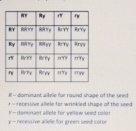 R - dominant allele for round shape of the seed
r - recessive allele for wrinkled shape of the seed
Y - dominant allele for yellow seed color
y - recessive allele for green seed color