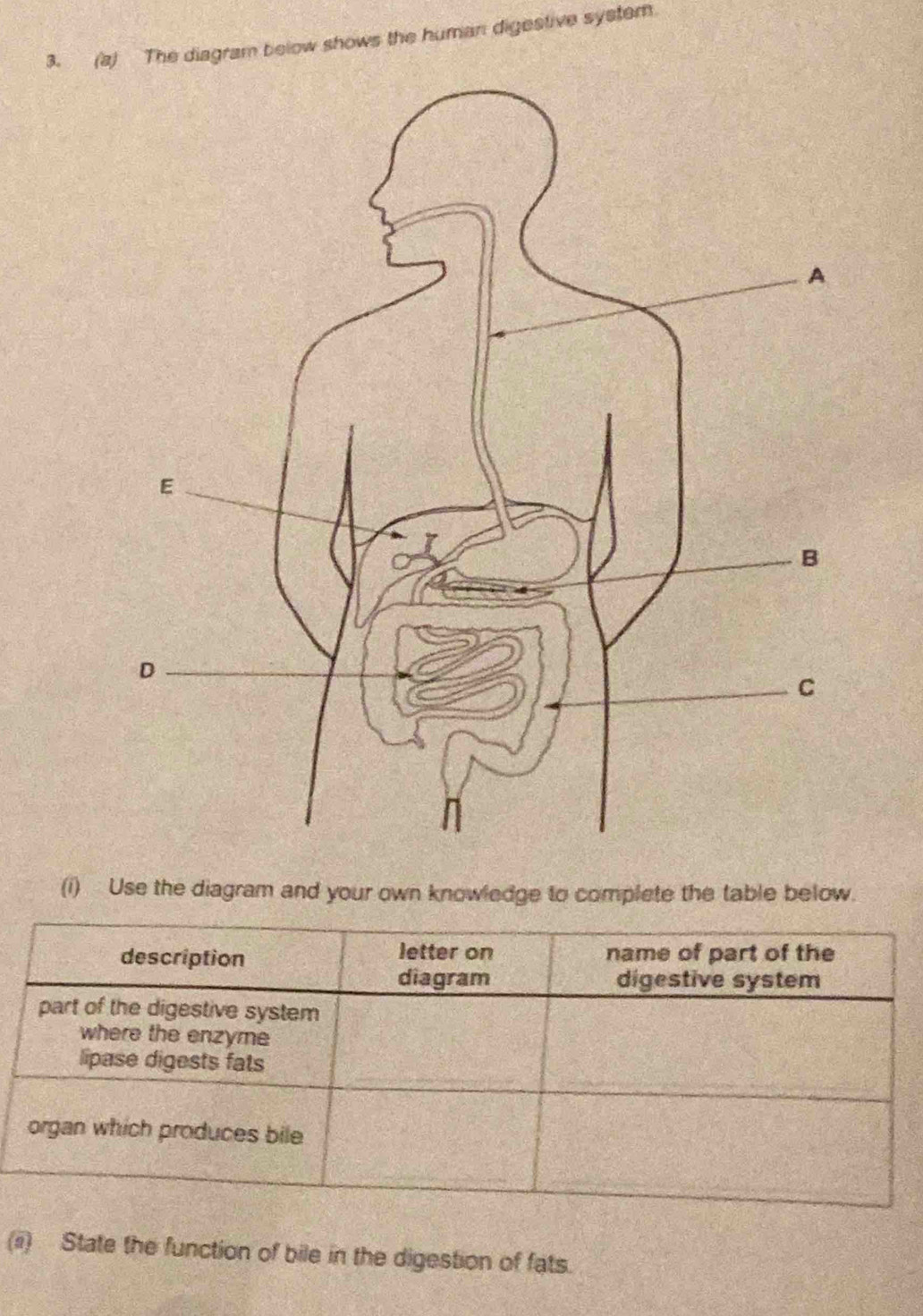 The diagram below shows the human digestive syster 
(i) Use the diagram and your own knowledge to complete the table below. 
letter on 
description name of part of the 
diagram digestive system 
part of the digestive system 
where the enzyme 
lipase digests fats 
organ which produces bile 
(ii) State the function of bile in the digestion of fats.