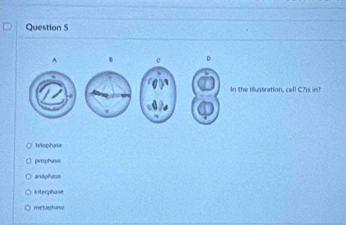 A
c D
In the illustration, cell C?is in?
telophase
prophase
anaphase
interphase
metaphase