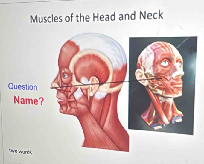 Muscles of the Head and Neck