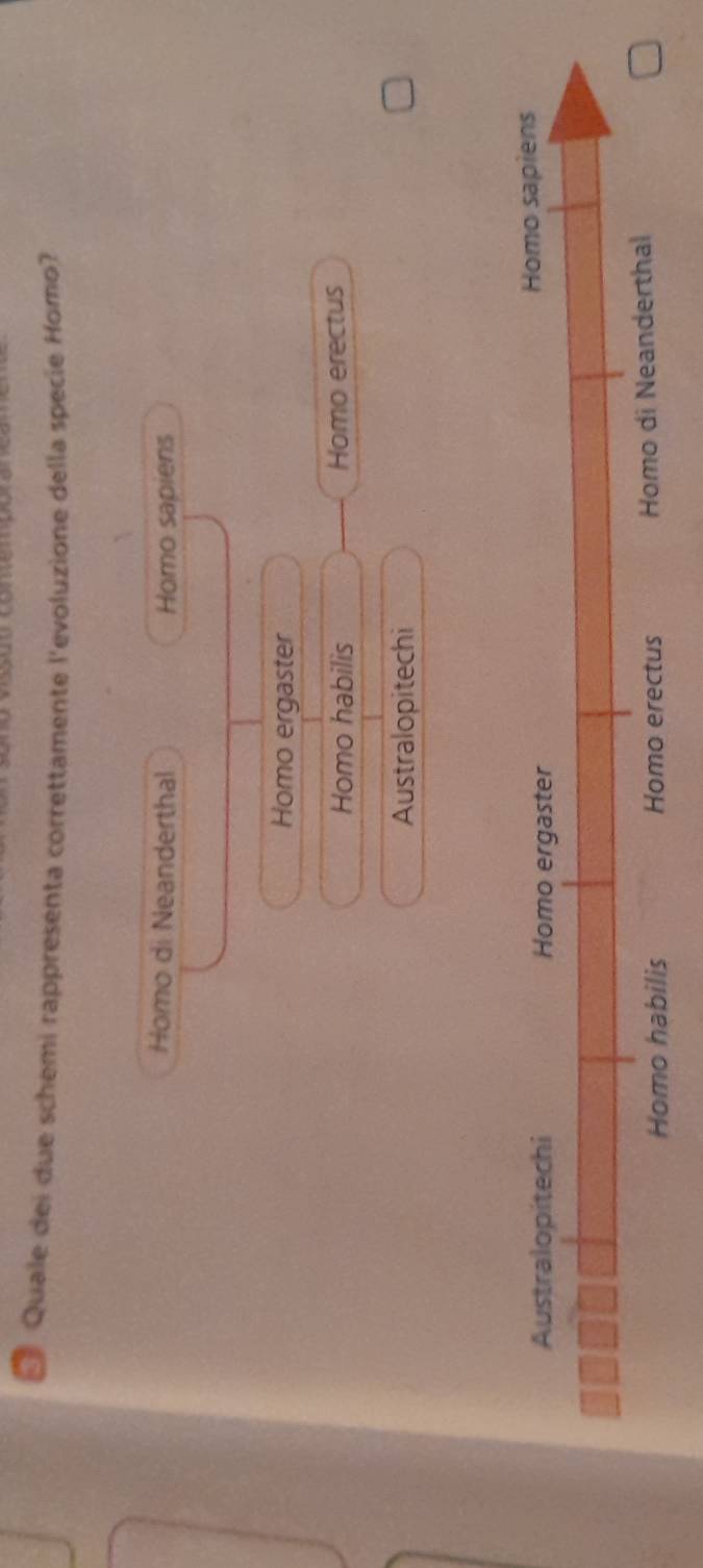 Quale dei due schemi rappresenta correttamente l'evoluzione della specie Homo?
Homo di Neanderthal Homo sapiens
Homo ergaster
Homo habilis Homo erectus
Australopitechi