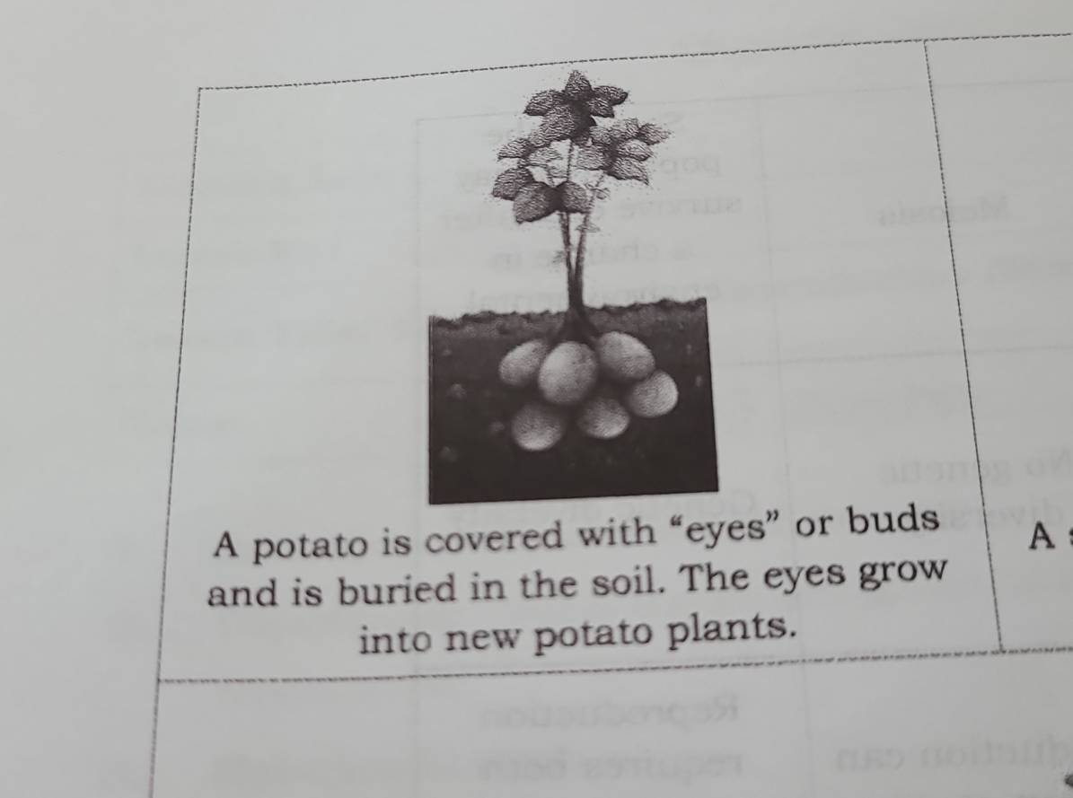 A potato is covered with “eyes” or buds 
A 
and is buried in the soil. The eyes grow 
into new potato plants.