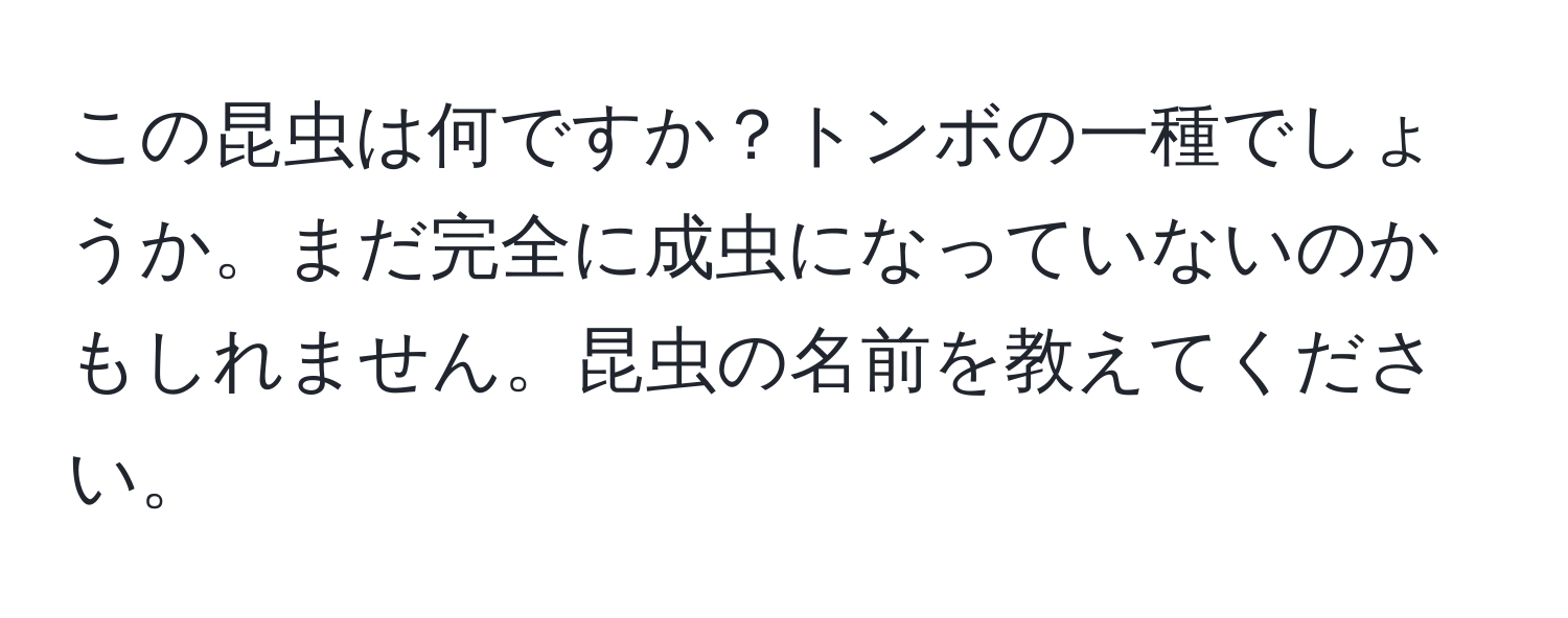 この昆虫は何ですか？トンボの一種でしょうか。まだ完全に成虫になっていないのかもしれません。昆虫の名前を教えてください。