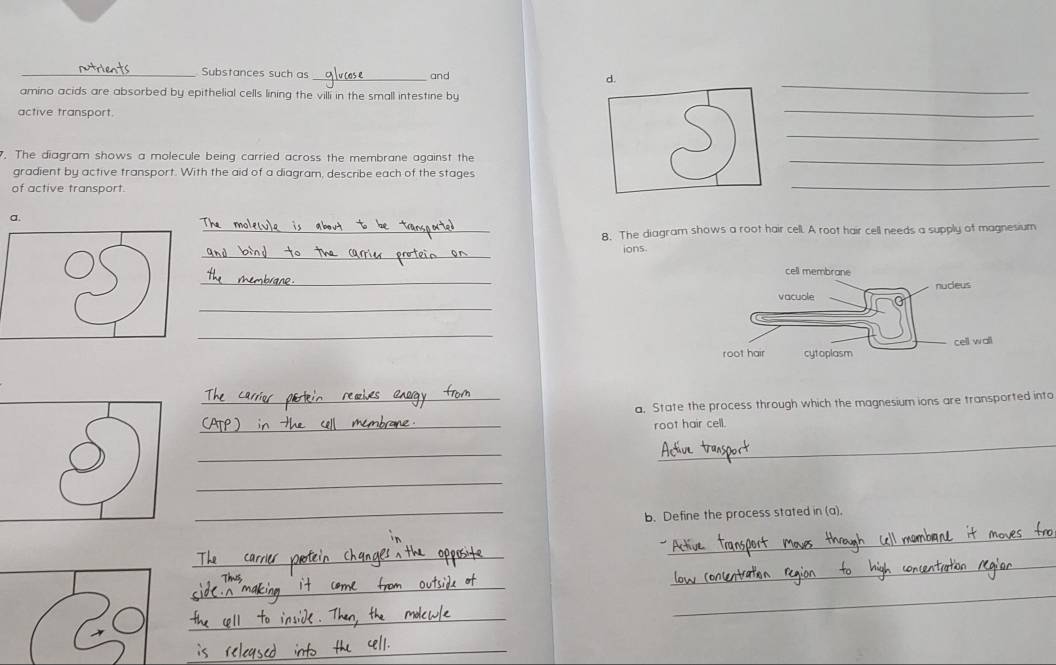Substances such as _and d. 
amino acids are absorbed by epithelial cells lining the villi in the small intestine by 
_ 
active transport. 
_ 
_ 
7. The diagram shows a molecule being carried across the membrane against the 
_ 
_ 
gradient by active transport. With the aid of a diagram, describe each of the stages 
of active transport 
a. 
_8. The diagram shows a root hair cell. A root hair cell needs a supply of magnesium 
_ 
ions. 
_ 
_ 
_ 
_ 
_ 
_ 
a. State the process through which the magnesium ions are transported into 
_ 
_ 
root hair cell. 
_ 
_ 
_ 
_b. Define the process stated in (a). 
_ 
_ 
_ 
_ 
_ 
_ 
_ 
_ 
_