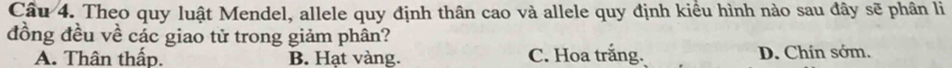 Theo quy luật Mendel, allele quy định thân cao và allele quy định kiểu hình nào sau đây sẽ phân li
đồng đều về các giao tử trong giảm phân?
A. Thân thấp. B. Hạt vàng. C. Hoa trắng. D. Chín sớm.