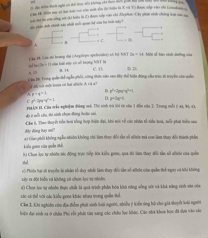 thể
D. đặc điểm thích nghi có thể thay đổi không chỉ theo thời gian ma con may đoi teo không gam
Câu 18. Hiện nay có hai loài voi còn sinh tồn (kí hiệu là X và Y) được xếp vào chi Loxodonto và
loài thứ ba còn sống sót (kí hiệu là Z) được xếp vào chì Elephas. Cây phát sinh chủng loại nào sao
đây phân ánh chính xác nhất mối quan hệ của ba loài này?
x
z x
z
γ
χ
× C. D.
A. z B.
Câu 19. Lúa mì hoang dại (Aegilops speltoides) có bộ NST 2n=14. Một tế bào sinh dưỡng của
thể b a(2n+1) của loài này có số lượng NST là
A. 15. B. 14. C. 13. D. 21.
Câu 20. Trong quần thể ngẫu phối, công thức nào sau đây thể hiện đúng cầu trúc di truyền của quần
để đối với một locus có hai allele A và a?
B.
A. p+q=1. p^2+2pq+q^2=1.
C. p^2-2pq+q^2=1. D. p+2q=1.
PHÀN II. Câu trắc nghiệm đúng sai. Thí sinh trả lời từ câu 1 đến câu 2. Trong mỗi ý a), b), c),
d) ở mỗi câu, thí sinh chọn đúng hoặc sai.
Câu 1. Theo thuyết tiến hoá tổng hợp hiện đại, khi nói về các nhân tố tiến hoá, mỗi phát biểu sau
dây dúng hay sai?
a) Giao phối không ngẫu nhiên không chỉ làm thay đổi tần số allele mà con làm thay đổi thành phần
kiểu gene của quần thể.
b) Chọn lọc tự nhiên tác động trực tiếp lên kiểu gene, qua đó làm thay đổi tần số allele của quần
thể.
c) Phiêu bạt di truyền là nhân tố duy nhất làm thay đổi tần số allele của quần thể ngay cả khi không
xảy ra đột biến và không có chọn lọc tự nhiên.
d) Chọn lọc tự nhiên thực chất là quá trình phân hóa khả năng sống sót và khả năng sinh sản của
các cá thể với các kiểu gene khác nhau trong quần thể.
Câu 2. Khi nghiên cứu địa điểm phát sinh loài người, nhiều ý kiến ủng hộ cho giả thuyết loài người
hiện đại sinh ra ở châu Phi rồi phát tán sang các châu lục khác. Các nhà khoa học đã dựa vào các