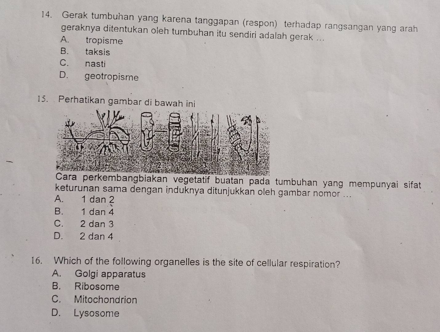 Gerak tumbuhan yang karena tanggapan (respon) terhadap rangsangan yang arah
geraknya ditentukan oleh tumbuhan itu sendiri adalah gerak ...
A. tropisme
B. taksis
C. nasti
D. geotropisme
15. Perhatikan gambar di bawah ini
mbangbiakan vegetatif buatan pada tumbuhan yang mempunyai sifat
keturunan sama dengan induknya ditunjukkan oleh gambar nomor ...
A. 1 dan 2
B. 1 dan 4
C. 2 dan 3
D. 2 dan 4
16. Which of the following organelles is the site of cellular respiration?
A. Golgi apparatus
B. Ribosome
C. Mitochondrion
D. Lysosome