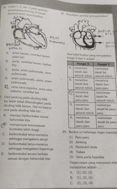 Label 1, 2, dan 3 pada gambar
penampang jantung di bawah 28. Perhatikan gambar jantung benikut!
berturut-turut me
Dari tabel berikut yang menyatakan
A. arteri kanan, ventrikel kanan, fungsi X dari 
arteri kiri
B. aorta, ventrikel kanan, berkas
His
C. aorta, arteri pulmonalis, vena
pulmonalis
D. arteri pulmonalis, aorta, arteri
pulmonalis 
vena cava superior, vena cava
inferior, ventrikel kiri
7. Otot jantung pada dinding bilik h
kiri lebih tebal dibandingkan pada 
dinding bilik kanan. Hal ini karena 
otot pada dinding bilik kiri ... ru-
A. mampu berkontraksi sesual 
kehendak kita ru-
B. mempunyai kemampuan 
kontraksi lebih tinggi 29. Berikut ini beberapa organ manusia
C. berkontraksi terus-menerus (1) Paru-paru
sehingga mengalami atropi
D. berkontraksi terus-menerus (2) Jantung
sehingga meṅgalami hipertropi (3) Pembuluh limfa
E. berkontraksi secara berkala (4) Trakea
sesuai dengan kehendak kita (5) Vena porta hepatika
Organ-organ yang menyusun sist
transportasi adalah ....
A. (1),(2),(3)
B. (1),(3),(5)
C. (2),(3),(4)