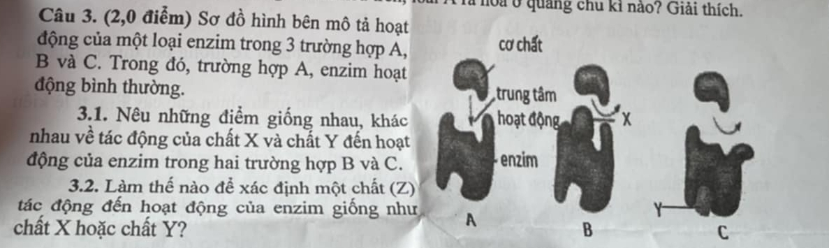 à noa ở quảng chu kỉ nào? Giải thích. 
Câu 3. (2,0 điểm) Sơ đồ hình bên mô tả hoạt 
động của một loại enzim trong 3 trường hợp A, 
cơ chất 
B và C. Trong đó, trường hợp A, enzim hoạt 
động bình thường. trung tâm 
3.1. Nêu những điểm giống nhau, khác hoạt động x
nhau về tác động của chất X và chất Y đến hoạt 
động của enzim trong hai trường hợp B và C. enzim 
3.2. Làm thế nào để xác định một chất (Z) 
đác động đến hoạt động của enzim giống như A 
chất X hoặc chất Y? B C