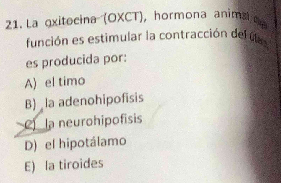 La oxitocina (OXCT), hormona animal up
función es estimular la contracción del úleo
es producida por:
A) el timo
B) la adenohipofisis
C) la neurohipofisis
D) el hipotálamo
E) la tiroides