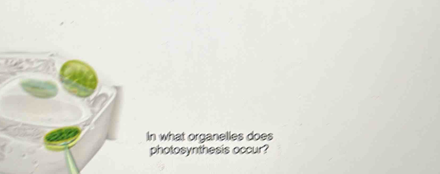 a 
In what organelles does 
photosynthesis occur?