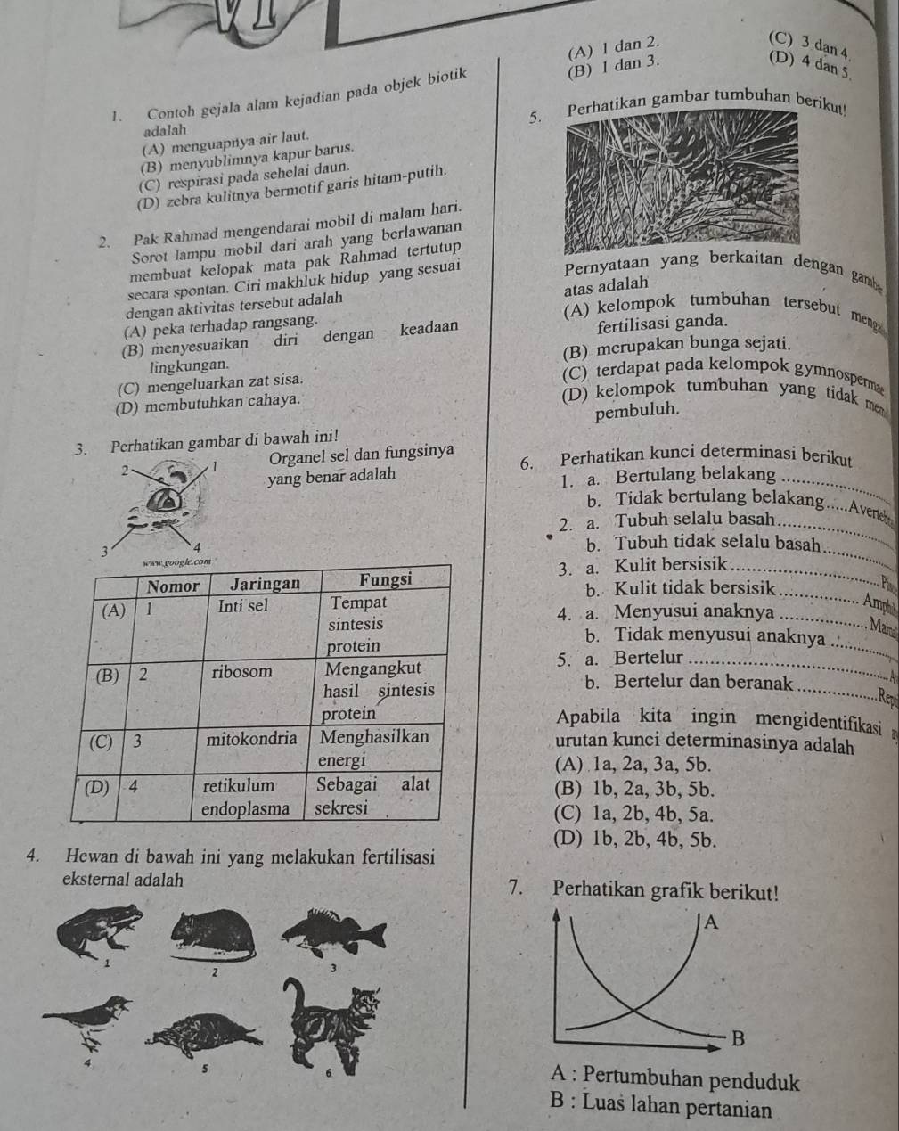 (A) 1 dan 2.
(C) 3 dan 4
1. Contoh gejala alam kejadian pada objek biotik
(B) 1 dan 3. (D) 4 dan 5
5.kan gambar tumbuhan berikut!
adalah
(A) menguapnya air laut.
(B) menyublimnya kapur barus.
(C) respirasi pada sehelai daun.
(D) zebra kulitnya bermotif garis hitam-putih.
2. Pak Rahmad mengendarai mobil di malam hari.
Sorot lampu mobil dari arah yang berlawanan
membuat kelopak mata pak Rahmad tertutup
secara spontan. Ciri makhluk hidup yang sesuai
Pernyataan yang berkaitan dengan gam
atas adalah
dengan aktivitas tersebut adalah
(A) peka terhadap rangsang.
(A) kelompok tumbuhan tersebut meng
(B) menyesuaikan diri dengan keadaan fertilisasi ganda.
lingkungan. (B) merupakan bunga sejati.
(C) mengeluarkan zat sisa.
(C) terdapat pada kelompok gymnosperma
(D) membutuhkan cahaya.
(D) kelompok tumbuhan yang tidak me 
pembuluh.
3. Perhatikan gambar di bawah ini!
2 1 Organel sel dan fungsinya 6. Perhatikan kunci determinasi berikut
yang benar adalah 1. a. Bertulang belakang_
b. Tidak bertulang belakang....Averteh
2. a. Tubuh selalu basah_
3 4
_
b. Tubuh tidak selalu basah
3. a. Kulit bersisik_
b. Kulit tidak bersisik _P
Amphà
4. a. Menyusui anaknya_
Mam
_
b. Tidak menyusui anaknya ...
_
5. a. Bertelur_
b. Bertelur dan beranak
Rept
Apabila kita ingin mengidentifikasi
urutan kunci determinasinya adalah
(A) 1a, 2a, 3a, 5b.
(B) 1b, 2a, 3b, 5b.
(C) 1a, 2b, 4b, 5a.
(D) 1b, 2b, 4b, 5b.
4. Hewan di bawah ini yang melakukan fertilisasi
eksternal adalah 7. Perhatikan grafik berikut!
A : Pertumbuhan penduduk
B : Luas lahan pertanian