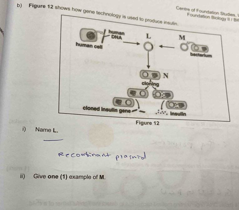 Centre of Foundation Studies, I 
b) Figure 12 shows how gene tech 
Foundation Biology 11 / BI 
i) Name L. 
ii) Give one (1) example of M.