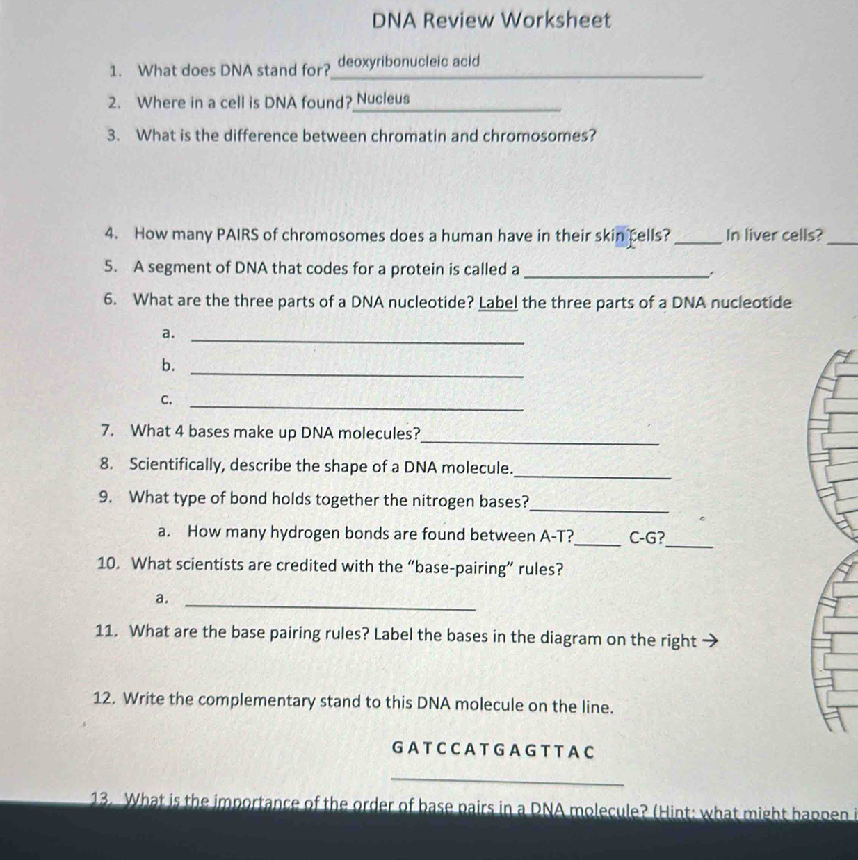 DNA Review Worksheet 
_ 
1. What does DNA stand for? deoxyribonucleic acid 
2. Where in a cell is DNA found? Nucleus 
3. What is the difference between chromatin and chromosomes? 
4. How many PAIRS of chromosomes does a human have in their skin cells? _In liver cells?_ 
5. A segment of DNA that codes for a protein is called a_ 
: 
6. What are the three parts of a DNA nucleotide? Label the three parts of a DNA nucleotide 
a._ 
b._ 
C._ 
_ 
7. What 4 bases make up DNA molecules? 
8. Scientifically, describe the shape of a DNA molecule._ 
9. What type of bond holds together the nitrogen bases?_ 
a. How many hydrogen bonds are found between A-T?_ C-G?_ 
10. What scientists are credited with the “base-pairing” rules? 
a._ 
11. What are the base pairing rules? Label the bases in the diagram on the right 
12. Write the complementary stand to this DNA molecule on the line. 
GATCCATGAGT TAC 
__ 
_ 
13. What is the importance of the order of base pairs in a DNA molecule? (Hint: what might happen i