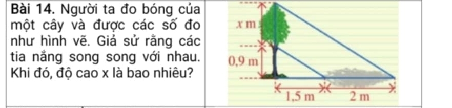 Người ta đo bóng của 
một cây và được các số đo 
như hình vẽ. Giá sử rằng các 
tia nắng song song với nhau. 
Khi đó, độ cao x là bao nhiêu?