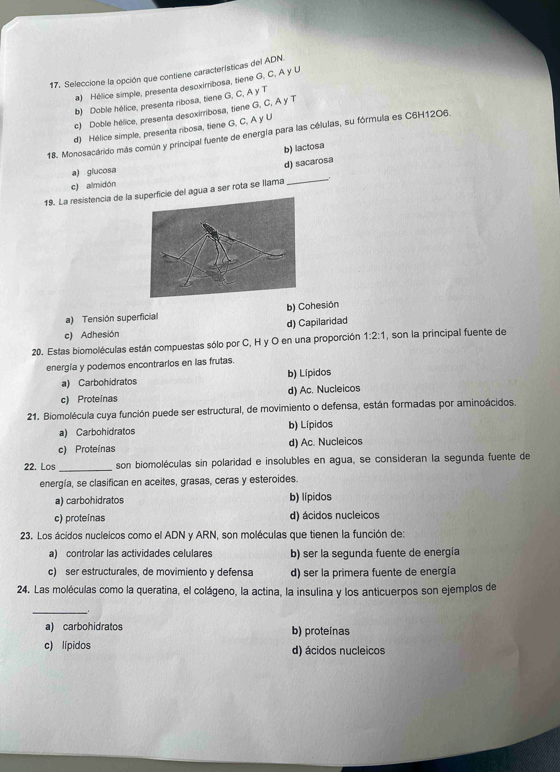 Seleccione la opción que contiene características del ADN.
a) Hélice simple, presenta desoxirribosa, tiene G, C, A y U
b) Doble hélice, presenta ribosa, tiene G, C, A y T
c) Doble hélice, presenta desoxirribosa, tiene G, C, A y T
d) Hélice simple, presenta ribosa, tiene G, C, A y U
18. Monosacárido más común y principal fuente de energía para las células, su fórmula es C6H12O6.
b) lactosa
d) sacarosa
_
a) glucosa
c) almidón
19. La resistencia de la icie del agua a ser rota se llama
a) Tensión superficial b) Cohesión
c) Adhesión d) Capilaridad
20. Estas biomoléculas están compuestas sólo por C, H y O en una proporción 1:2:1 , son la principal fuente de
energía y podemos encontrarlos en las frutas.
a) Carbohidratos b) Lípidos
c) Proteínas d) Ac. Nucleicos
21. Biomolécula cuya función puede ser estructural, de movimiento o defensa, están formadas por aminoácidos.
a) Carbohidratos b) Lípidos
c) Proteínas d) Ac. Nucleicos
22. Los _son biomoléculas sin polaridad e insolubles en agua, se consideran la segunda fuente de
energía, se clasifican en aceites, grasas, ceras y esteroides.
a) carbohidratos b) lípidos
c) proteínas d) ácidos nucleicos
23. Los ácidos nucleicos como el ADN y ARN, son moléculas que tienen la función de:
a) controlar las actividades celulares b) ser la segunda fuente de energía
c) ser estructurales, de movimiento y defensa d) ser la primera fuente de energía
24. Las moléculas como la queratina, el colágeno, la actina, la insulina y los anticuerpos son ejemplos de
__
a) carbohidratos
b) proteínas
c) lípidos d) ácidos nucleicos