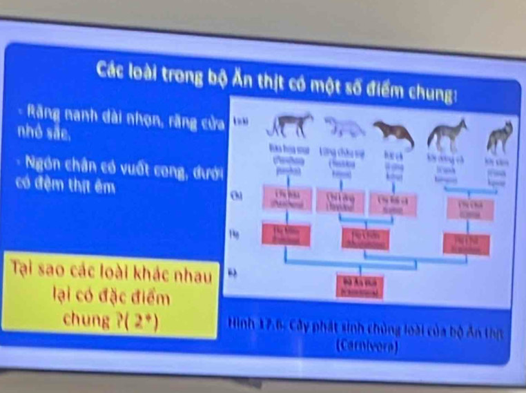 Các loài trong b 
Rãng nanh dài nhọn, rãng cử 
nhỏ sãe, 
Ngón chân có vuốt cong, đư 
có đệm thị êm 
Tại sao các loài khác nhau 
lại có đặc điểm 
chung ?( 2*) Hình 17.6 - Cây phát sinh chủng loài của bộ An thị 
(Carnivera)