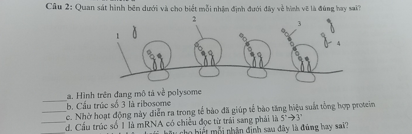 Quan sát hình bên dưới và cho biết mỗi nhận định đưới đây về hình vẽ là đúng hay sai? 
_ 
a. Hình trên đang mô tả về polysome 
b. Cấu trúc số 3 là ribosome 
_c. Nhờ hoạt động này diễn ra trong tế bào đã giúp tế bào tăng hiệu suất tổng hợp protein 
__d. Cấu trúc số 1 là mRNA có chiều đọc từ trái sang phải là 5^,to 3^,
ấ u cho biết mỗi nhân định sau đây là đúng hay sai?