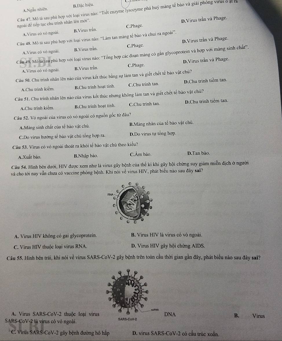 A.Ngẫu nhiên. B.Đặc hiệu.
Câu 47. Mô tả sau phù hợp với loại virus nào: “Tiết enzyme lysozyme phá huỷ màng tế bảo và giải phóng virus ở ạt ra
ngoài để tiếp tục chu trình nhân lên mới'.
A.Virus có vỏ ngoài. B.Virus trần. C.Phage. D.Virus trần và Phage.
Câu 48. Mô tả sau phù hợp với loại virus nào: “Làm tan màng tế bào và chui ra ngoài”.
A.Virus có vỏ ngoài. B.Virus trần. C.Phage. D.Virus trần và Phage.
Câu 49. Mô tả sau phù hợp với loại virus nào: “Tổng hợp các đoạn màng có gắn glycoprotein và hợp với màng sinh chất”.
A.Virus có vỏ ngoài. B.Virus trần. C.Phage. D.Virus trần và Phage.
Câu 50. Chu trình nhân lên nào của virus kết thúc bằng sự làm tan và giết chết tế bào vật chủ?
A.Chu trình kiểm. B.Chu trình hoạt tính. C.Chu trình tan. D.Chu trình tiềm tan.
Câu 51. Chu trình nhân lên nào của virus kết thúc nhưng không làm tan và giết chết tế bào vật chủ?
A.Chu trình kiểm. B.Chu trình hoạt tính. C.Chu trình tan. D.Chu trình tiềm tan.
Câu 52. Vô ngoài của virus có vỏ ngoài có nguồn gốc từ đâu?
A.Màng sinh chất của tế bào vật chủ. B.Màng nhân của tế bào vật chủ.
C.Do virus hướng tế bào vật chủ tổng hợp ra. D.Do virus tự tổng hợp.
Câu 53. Virus có vỏ ngoài thoát ra khỏi tế bào vật chủ theo kiểu?
A.Xuất bào. B.Nhập bào. C.Âm bảo. D.Tan bào.
Câu 54. Hình bên dưới, HIV được xem như là virus gây bệnh của thế kỉ khi gây hội chứng suy giảm miễn dịch ở người
và cho tới nay vẫn chưa có vaccine phòng bệnh. Khi nói về virus HIV, phát biểu nào sau đây sai?
A. Virus HIV không có gai glycoprotein. B Virus HIV là virus có vỏ ngoài.
C. Virus HIV thuộc loại virus RNA.  D. Virus HIV gây hội chứng AIDS.
Câu 55. Hình bên trái, khi nói về virus SARS-CoV-2 gây bệnh trên toàn cầu thời gian gần đây, phát biểu nào sau đây sai?
A. Virus SARS-CoV-2 thuộc loại virusDNA Virus
B. you 
SARS-CoV-2 là virus có vỏ ngoài. SARS-CoV-2
C. Virus SARS-CoV-2 gây bệnh đường hô hấp D. virus SARS-CoV-2 có cấu trúc xoắn.
