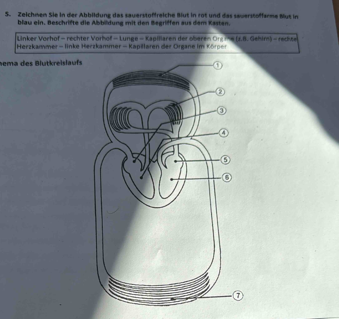 Zeichnen Sie in der Abbildung das sauerstoffreiche Blut in rot und das sauerstoffarme Blut in 
blau ein. Beschrifte die Abbildung mit den Begriffen aus dem Kasten. 
Linker Vorhof - rechter Vorhof - Lunge - Kapillaren der oberen Organe (z.B. Gehirn) - rechte 
Herzkammer - linke Herzkammer - Kapillaren der Organe im Körper 
nema des Blutkreislaufs