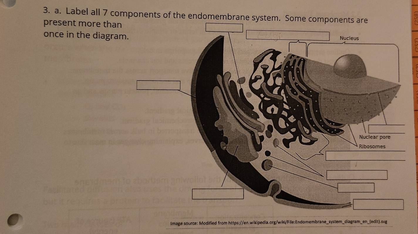 Label all 7 components of the endomembrane system. Some c 
present more than 
once in the diagra 
Image source: Modified from https://en.wikipedia.org/wiki/File:Endomembrane_system_diagram_en_(edit).svg