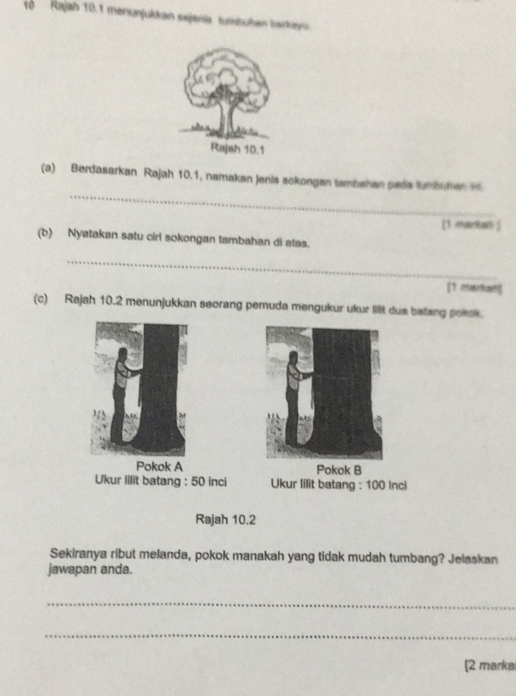 Rajah 10.1 menunjukkan sejenia tutnhuhan barkuia 
_ 
(a) Berdasarkan Rajah 10.1, namakan Jenis sokongen tambahan pads kmbohe 
[1 ?? ] 
(b) Nyatakan satu cirl sokongan tambahan di atas. 
_ 
[1 mankan] 
(c) Rajah 10.2 menunjukkan seorang pemuda mengukur ukur lit dus batang pokck. 
Pokok A Pokok B 
Ukur lilit batang : 50 inci Ukur lilit batang : 100 Inci 
Rajah 10.2 
Sekiranya ribut melanda, pokok manakah yang tidak mudah tumbang? Jelaskan 
jawapan anda. 
_ 
_ 
[2 markal