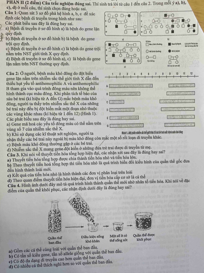 PHÁN II (2 điểm) Câu trắc nghiệm đúng sai. Thí sinh trả lời từ câu 1 đến câu 2. Trong mỗi ý a), b),
c), d) ở mỗi câu, thí sinh chọn đúng hoặc sai.
Câu 1: Quan sát 3 sơ đồ phả hệ hình a, b, c đề xác
định các bệnh di truyền trong hình như sau:
Các phát biểu sau đây là đúng hay sai.
a) Bệnh di truyền ở sơ đồ hình a) là bệnh do gene lặn
quy định
b
b) Bệnh di truyền ở sơ đồ hình b) là bệnh do gene a G hiệ=
trội quy định. Hà m bình thuởng Mam bị bệnh Lt I Vé. Thứ hự các Thể Tể trong phá hộ
c) Bệnh di truyền ở sơ đồ hình c) là bệnh do gene trội   Mù bình thường
nằm trên NST giới tính X quy định. Nữ bị bệ nh
d) Bệnh di truyền ở sơ đồ hình a), c) là bệnh do gene Vợ chỗng
lăn nằm trên NST thường quy định. Bǎ ng xé cán c
d
Câu 2: Ở người, bệnh máu khó đông do đột biến
gene lặn nằm trên nhiễm sắc thể giới tính X dẫn đế
thiếu hụt yếu tố antihemophilic A và antihemophilic A    
B tham gia vào quá trình đông máu nên không thể
hình thành cục máu đông. Khi phân tích tế bào của B        
sáu bé trai (kí hiệu từ A đến G) mắc bệnh máu khó
đông, người ta thấy trên nhiễm sắc thể X của những C
bé trai này đều bị đột biến mất một đoạn nhỏ thuộc D
các vùng khác nhau (kí hiệu từ 1 đến 12) (Hình 1).
Các phát biểu sau đây là đúng hay sai. E
a) Gene mã hoá các yếu tố đông máu có thể nằm trên G
vùng số 7 của nhiễm sắc thể X.
b) Khi sử dụng các kĩ thuật xét nghiệm, người ta Hình T. Một phần nhiễm sắc thể giới tính X ở các bê trai mắc bệnh mớu khó đông
nhận thấy các bé trai này ngoài bị máu khó đông còn mắc một số rối loạn di truyền khác.
c) Bệnh máu khó đông thường gặp ở các bé trai.
d) Nhiễm sắc thể X mang gene đột biến ở những đứa trẻ trai được di truyền từ mẹ.
Câu 3. Khi nói về thuyết tiến hóa tổng hợp hiện đại, các nhận xét sau đây là đúng hay sai?
a) Thuyết tiến hóa tổng hợp được chia thành tiến hóa nhỏ và tiến hóa lớn.
b) Theo thuyết tiến hoá tổng hợp thì tiến hóa nhỏ là quá trình biến đổi kiểu hình của quần thể gốc đưa
đến hình thành loài mới.
c) Kết quả của tiến hóa nhỏ là hình thành các đơn vị phân loại trên loài
d) Theo quan điểm thuyết tiến hóa hiện đại, đơn vị tiến hóa cấp cơ sở là cá thể
Câu 4. Hình ảnh dưới đây mô tả quá trình hình thành quần thể mới nhờ nhân tố tiến hóa. Khi nói về đặc
điểm của quần thể khôi phục, các nhận định dưới đây là đúng hay sai?
a) Gồm các cá thể cùng loài với quần thể ban đầu.
b) Có tần số kiểu gene, tần số allele giống với quần thể ban đầu.
c) Có độ đa dạng di truyền cao hơn quần thể ban đầu.
d) Có nhiều cá thể thích nghi hơn so với quần thể ban đầu.