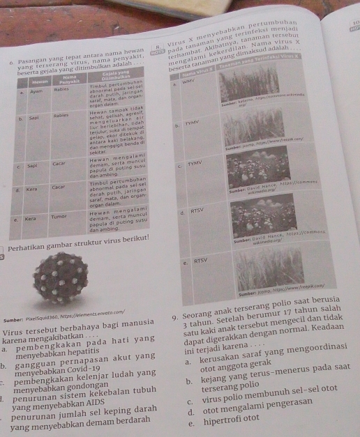 Virus X menyebabkan pertumbühan
to
naman yang terinfeksi menjaḍi
。
rus, nama penyakit, atnya, tanaman tersebur
Pasangan yang tepat antara nama hewan
Nama virus y

Perhatikan gambar s
Virus tersebut berbahaya bagi manusia 9. Seorang anak
Sumber: PixelSquid360, https://elements envato.com/
satu kaki anak tersebut mengecil dan tidak
a. pembengkakan pada hati yang 3 tahun. Setelah berumur 17 ta
dapat digerakkan dengan normal. Keadaan
karena mengakibatkan . . . .
menyebabkan hepatitis
b. gangguan pernapasan akut yang ini terjadi karena . . .
pembengkakan kelenjar ludah yang a. kerusakan saraf yang mengoordinasi
menyebabkan Covid-19
otot anggota gerak
penurunan sistem kekebalan tubuh b. kejang yang terus-menerus pada saat
menyebabkan gondongan
terserang polio
penurunan jumlah sel keping darah c. virus polio membunuh sel-sel otot
yang menyebabkan AIDS
yang menyebabkan demam berdarah d. otot mengalami pengerasan
e. hipertrofi otot