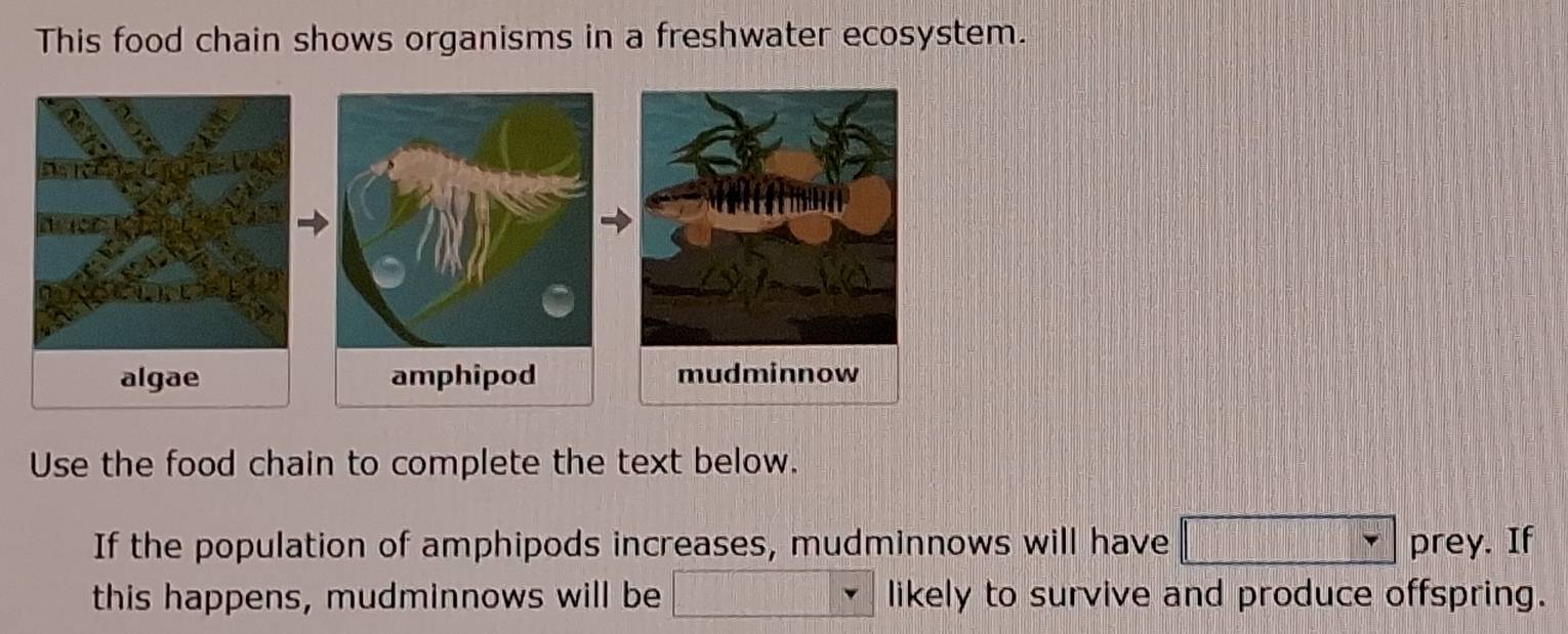 This food chain shows organisms in a freshwater ecosystem.
algae amphipod 
Use the food chain to complete the text below.
If the population of amphipods increases, mudminnows will have □ prey.I
this happens, mudminnows will be □ □ likely to survive and produce offspring.